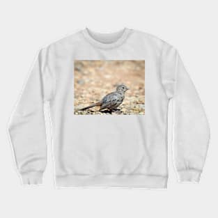 Canyon Towhee Foraging by Debra Martz Crewneck Sweatshirt